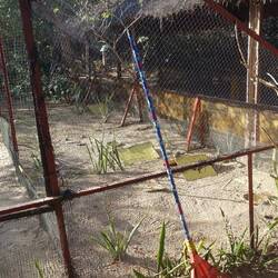 Der Nachwuchs ist durch Netze vor Waranen und Schakalen geschützt