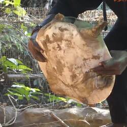 Diese senegalesische Wasserschildkröte ist wohl die aggressivste