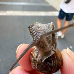 Schneckenrettung 😄