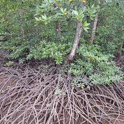 Les fameuses mangroves