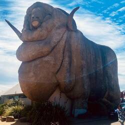 the big merino