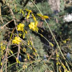 Winterjasmin