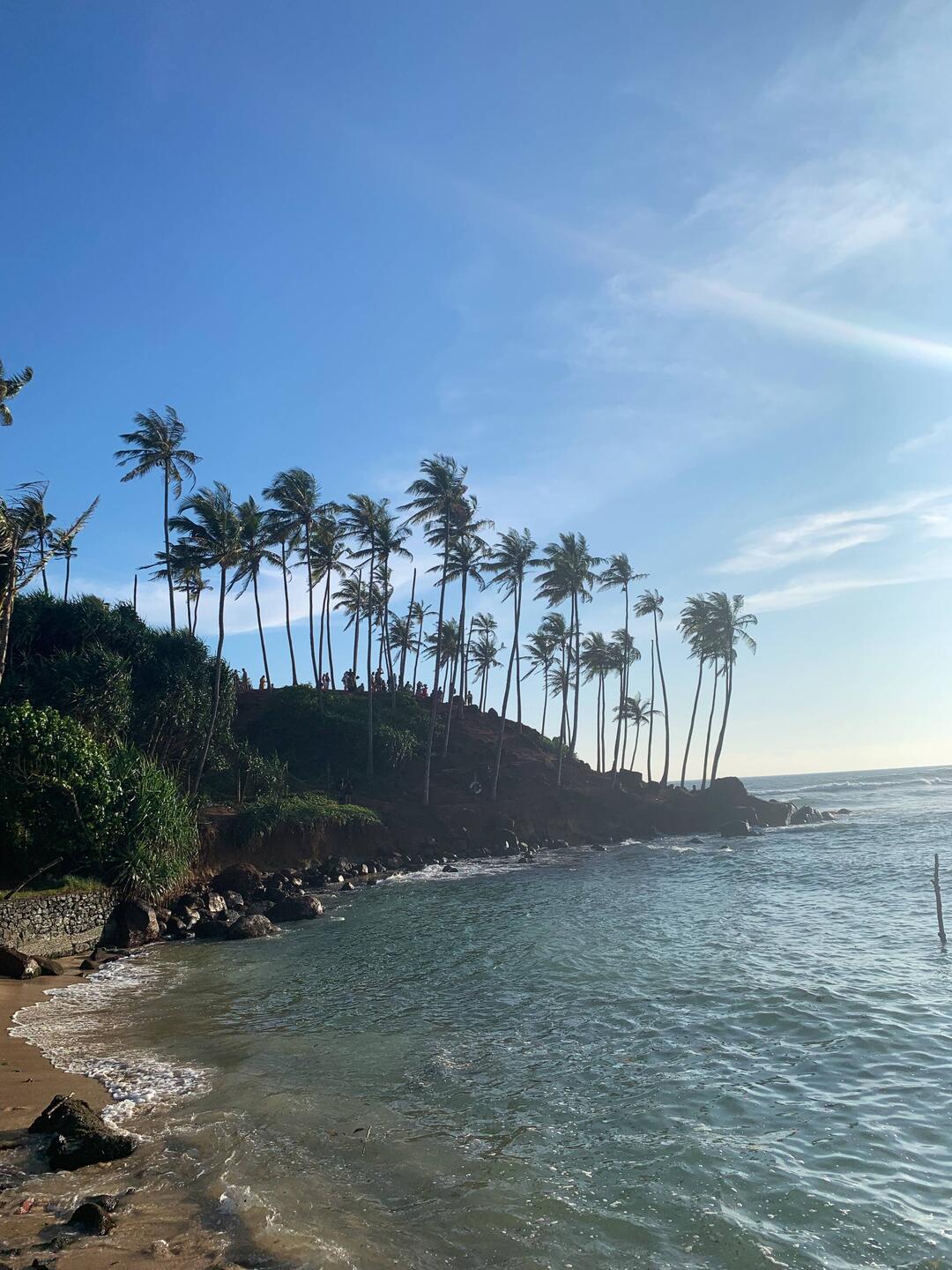 Coconut Tree Hill