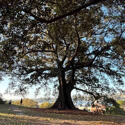 Im Observatory Park