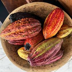 Verschiedene Kakao-Pflanzung