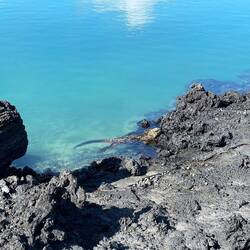 Meerechse im Wasser