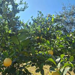 Limettenbäume am Camp