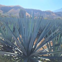 Diese Pflanze wird bald geernet