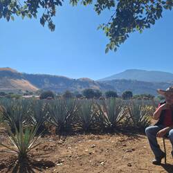 José vor seinen Agave-Feldern