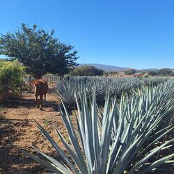 Natürlicher Dünger durch Pferde und Rinder auf den Feldern