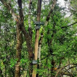 The flood heights over the years.