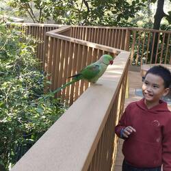 In the walk through aviary - see video