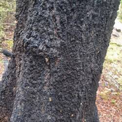 Wasps were eating the sweet smelling sap of ths beach trees