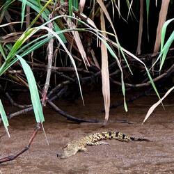 Baby krokodil van ong 1/1.5m