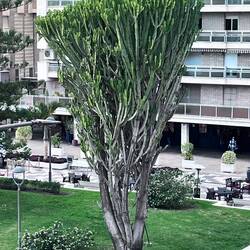 Kakteen, so hoch wie in Deutschland die 🌲