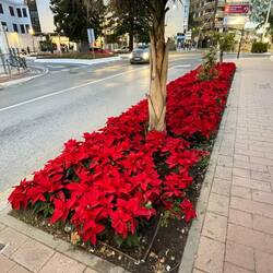 Überall diese tollen Weihnachtssterne🤩🤩🤩