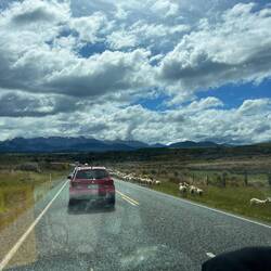 Schafe auf der Fahrbahn 🐑🐑🐑