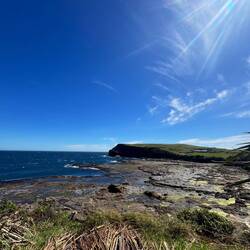Curio Bay: versteinerter Wald