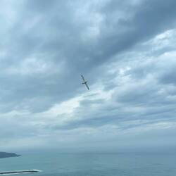 Albatross with 3 m wing span