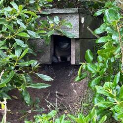 Little blue penguin baby!