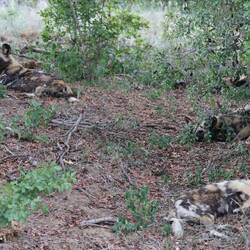 A pack of wild dogs resting up.