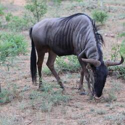 A blue wildebeest.