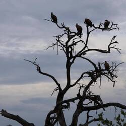 A tree of vultures.