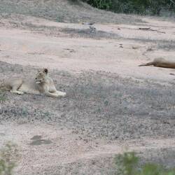 It's a tough life being a lion.
