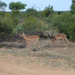 I think these were Impala