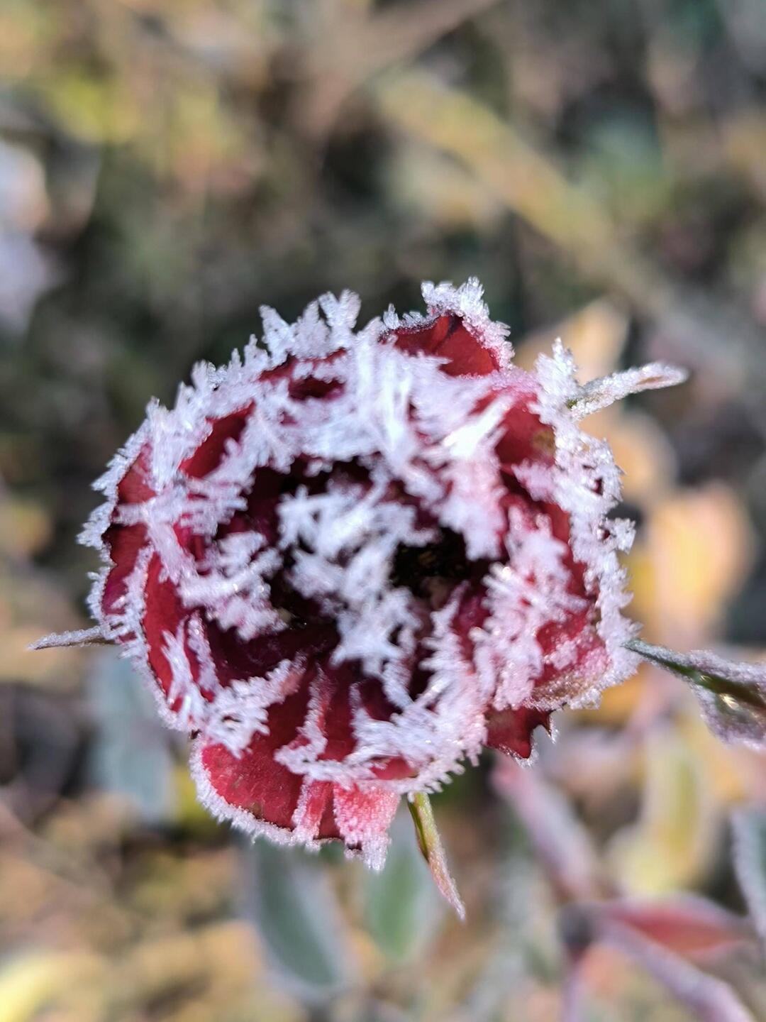 gefrorene Rose