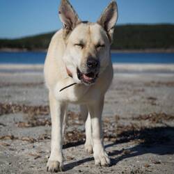 Ayla schafft es doch immer einen Ball zu finden. Am Strand einen Meerball.
