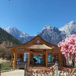 A fake cherry blossom tree to capture the perfect pic.