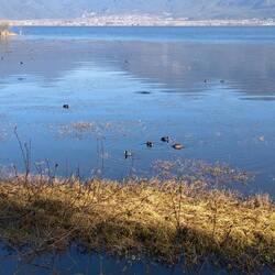 Not many birds there for today