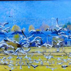 Pictures of pictures of when migratory birds are there en masse