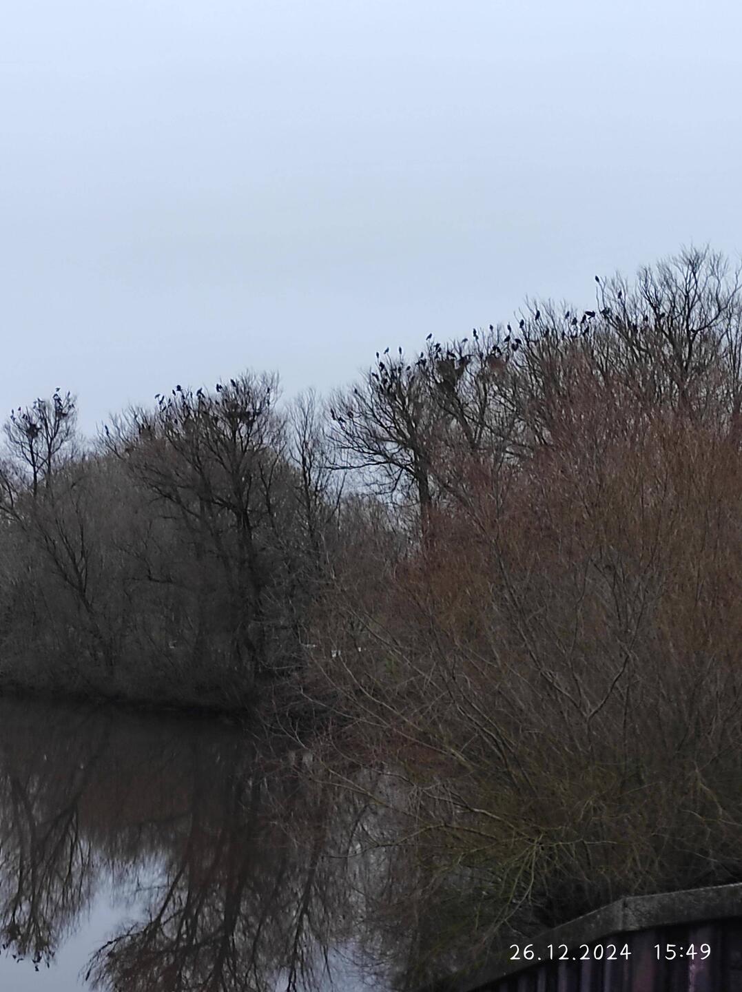 Die Krähen sind auch wieder da.