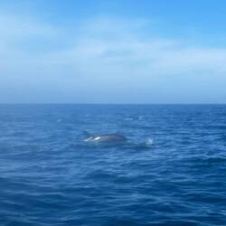 Delfine 🐬