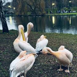 The royal family, in primo piano Carlo