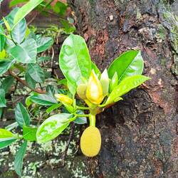 Sehr kleine Jackfruit
