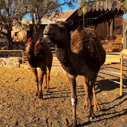 Hier gibt's auch Kamele