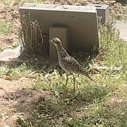 The elusive Dikkop hiding amongst the headstones in the local cemetery