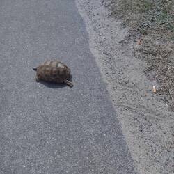 Making sure the tortoise got across the road safely