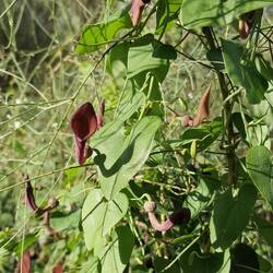 Andalusische Pfeifenwinde.