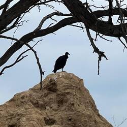 Geier im Trockenwald von Pumac