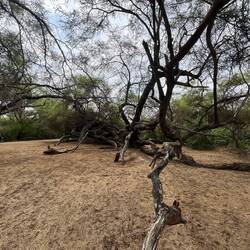 Der mehr als 500 Jahre alte Baum in Pumac