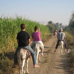 My poor 6-legged donkey stumbles through the fields