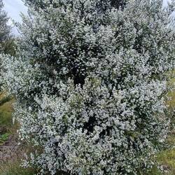 Des manukas blancs partout !