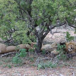 Laying on their backs with their feet touching, not a bad life for some.