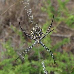 An Orb spider, I jumped back as I only noticed it when I was right on top of it, was a good 5 inches