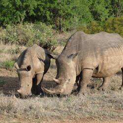 There is definitely something prehistoric about rhinos.