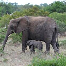 Mother and a month ish old calf.
